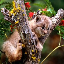 Схема вышивки «Рысенок на дереве»