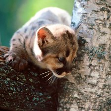 Схема вышивки «Маленький кугуар»