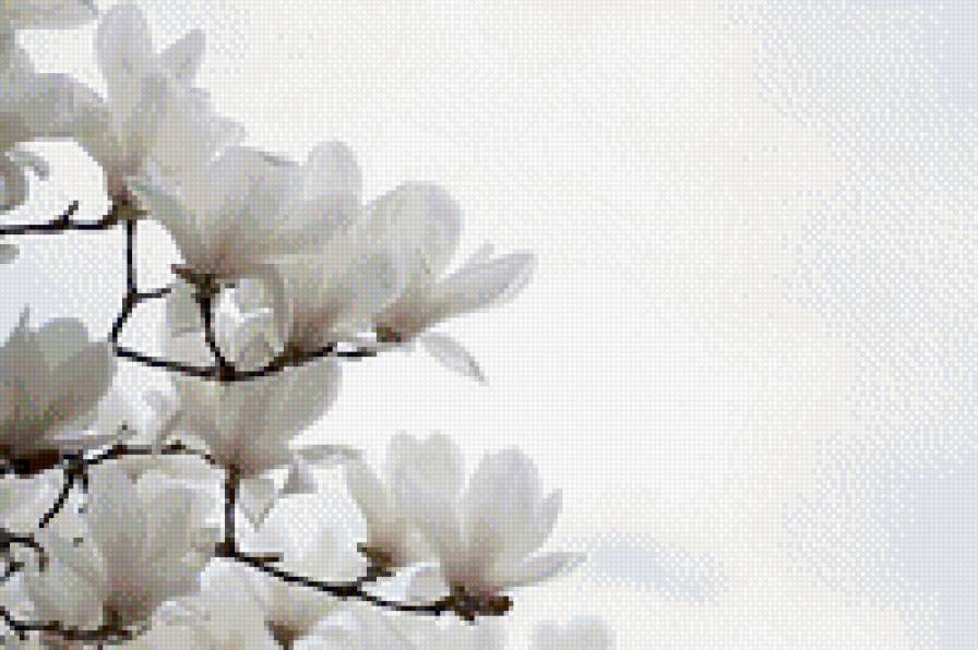 №674109 - цветы, белый - предпросмотр