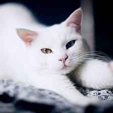 Схема вышивки «кошка»