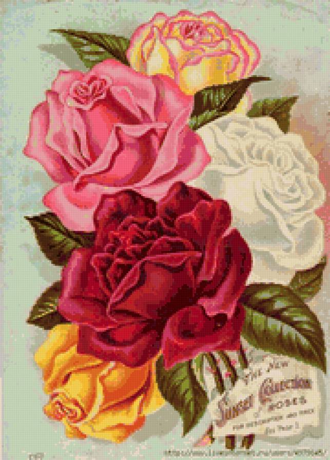 розы - розы, цветы, открытка - предпросмотр