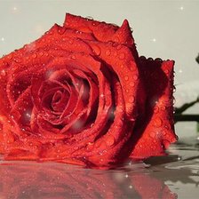 Схема вышивки «Роза»