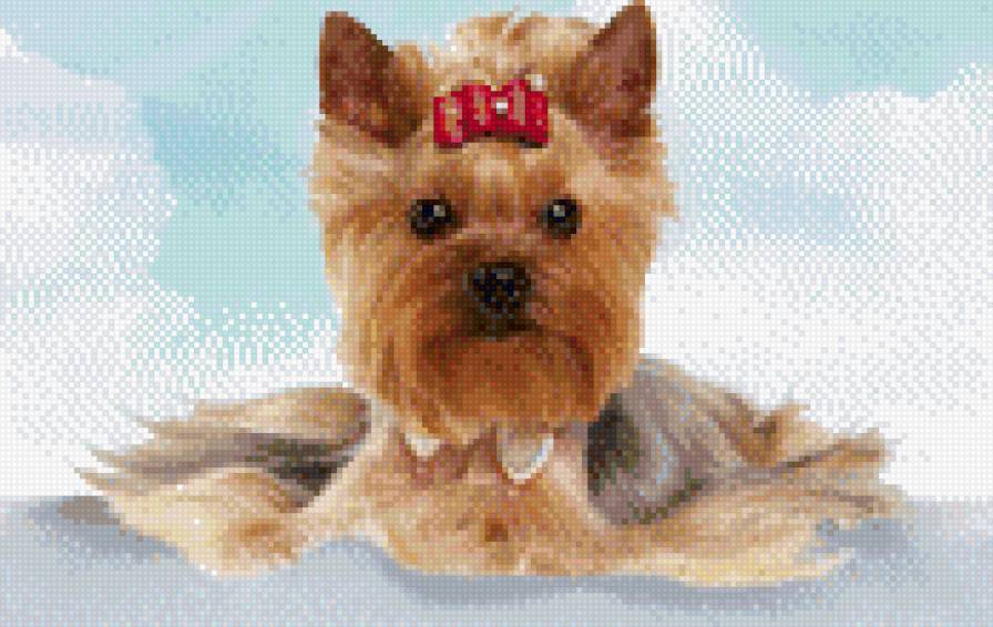 Йорк - животное, зверушка, собачка - предпросмотр