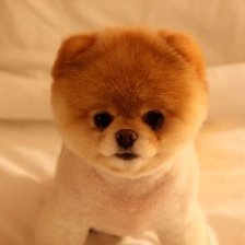 Схема вышивки «Шпиц»