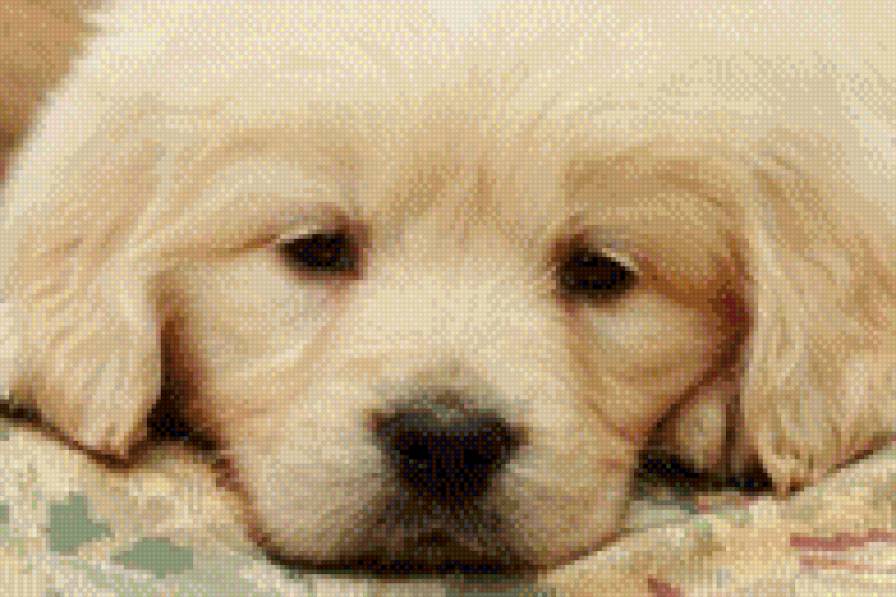 Малыш - зверушка, животное, собачка - предпросмотр