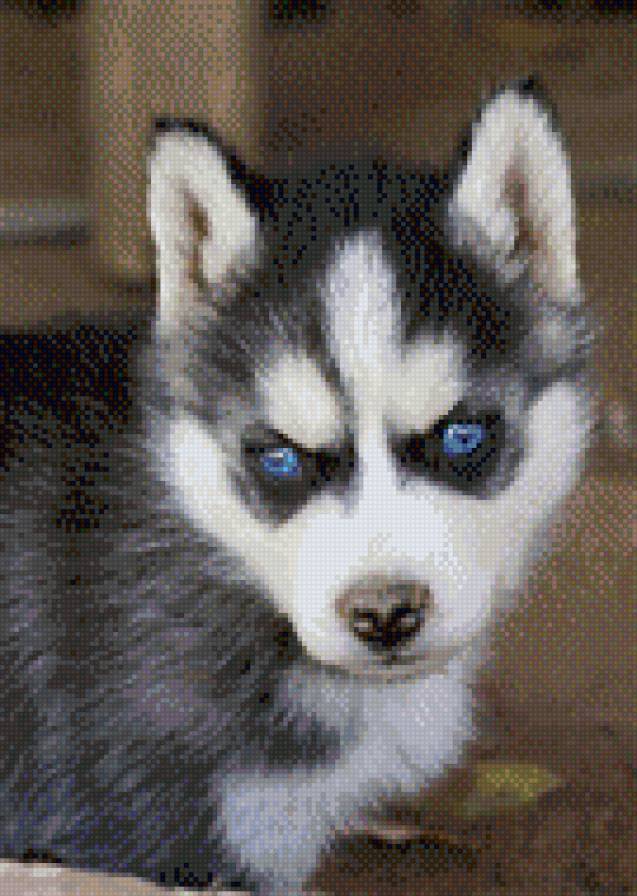 Хаски - собачка, животное, зверушка - предпросмотр