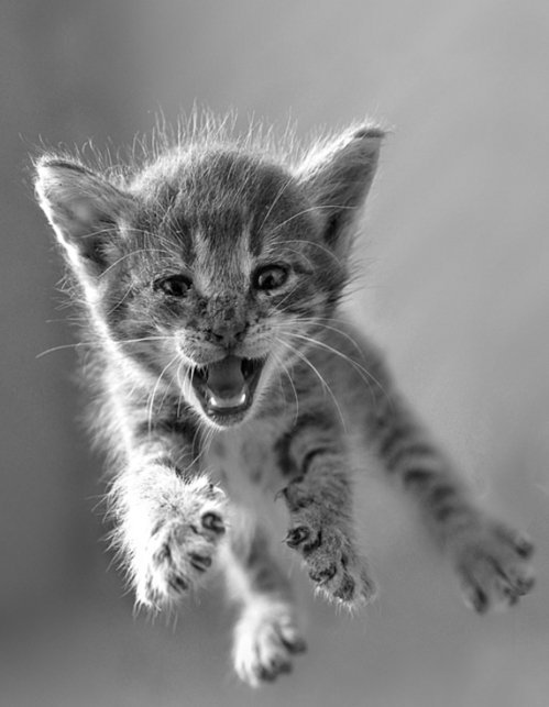 Киса - зверушка, тигр, кошечка - оригинал