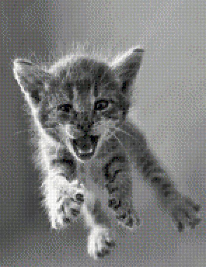 Киса - тигр, зверушка, кошечка - предпросмотр