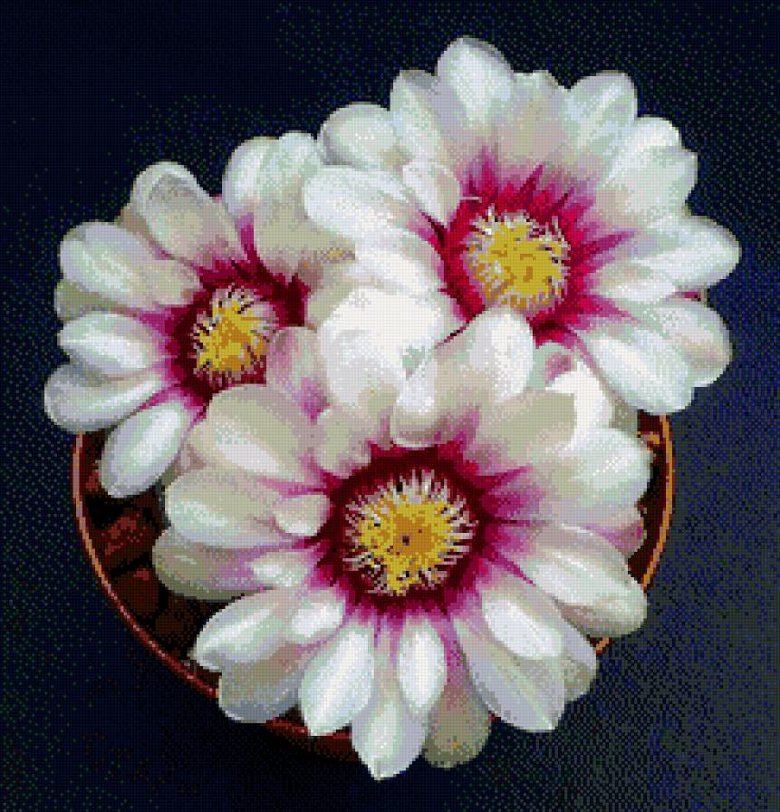 Нежное цветение. - кактус, красота, цветы - предпросмотр