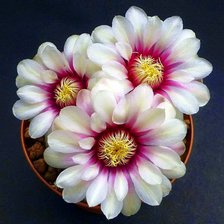 Нежное цветение.