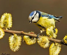Схема вышивки «Весенняя синичка.»