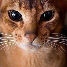 Схема вышивки «Абисинка»