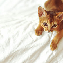 Схема вышивки «Абисинка»