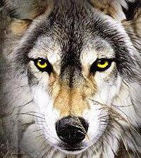 Схема вышивки «волчий взгляд»