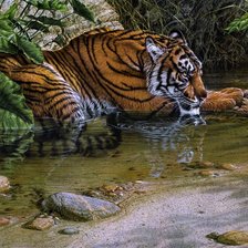 Схема вышивки «тигр»