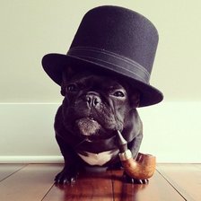 Схема вышивки «Бульдог»