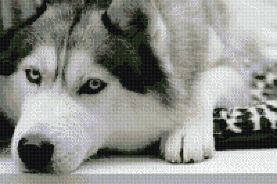 Хаски - собака, волк, хаски, пес - предпросмотр