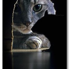 Кошки - мышки