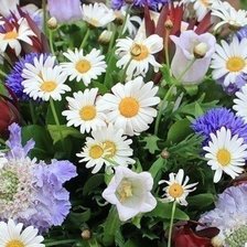 Схема вышивки «Ромашки»