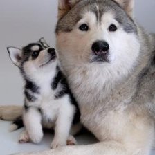 Схема вышивки «семья  хаски»