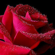 Схема вышивки «роза»