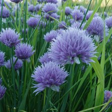 Схема вышивки «№675449»