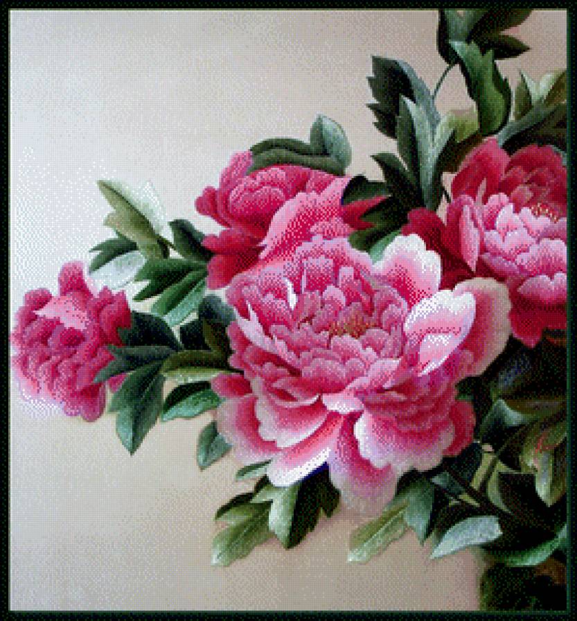 Пионы - предпросмотр