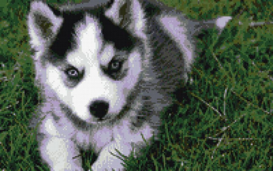 Хаски - щенок, волк, хаски, собака - предпросмотр