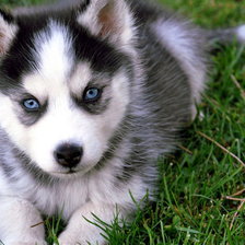 Схема вышивки «Хаски»