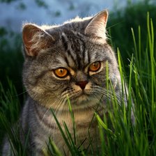 Схема вышивки «кот в траве»