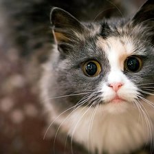 Схема вышивки «кошка»