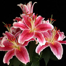 Схема вышивки «черный фон»