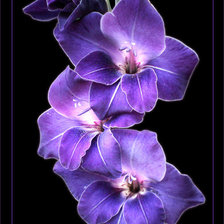 Схема вышивки «черный фон3»