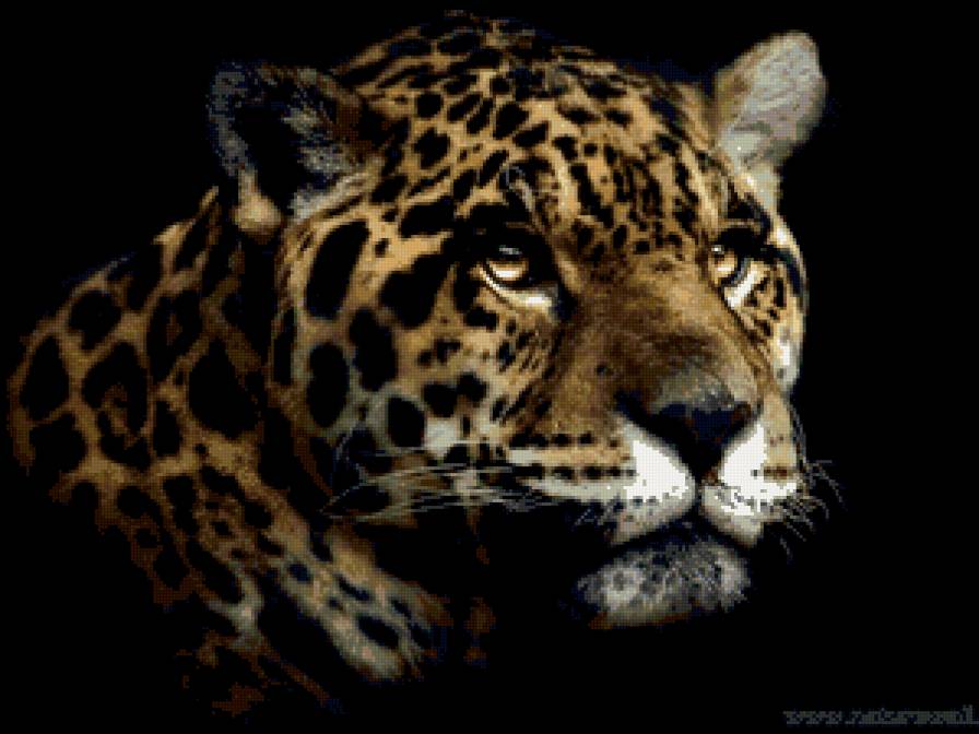 черн.фон - дикие животные - предпросмотр