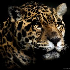 Схема вышивки «черн.фон»