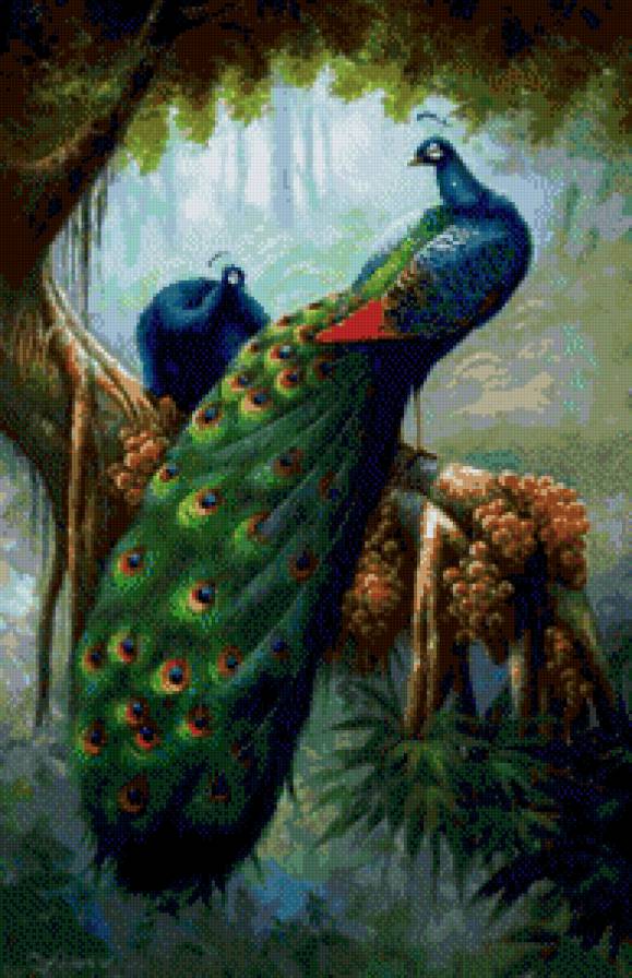 Павлины - птицы, пара, павлины, животные, лес, дерево - предпросмотр
