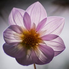 Схема вышивки «Цветы»