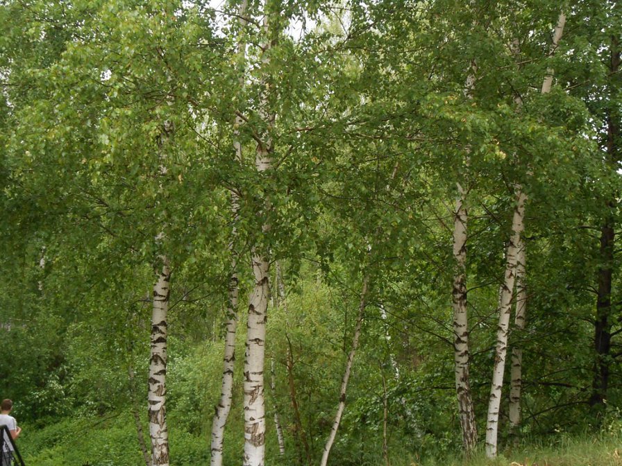 березы - природа, березы, деревья - оригинал