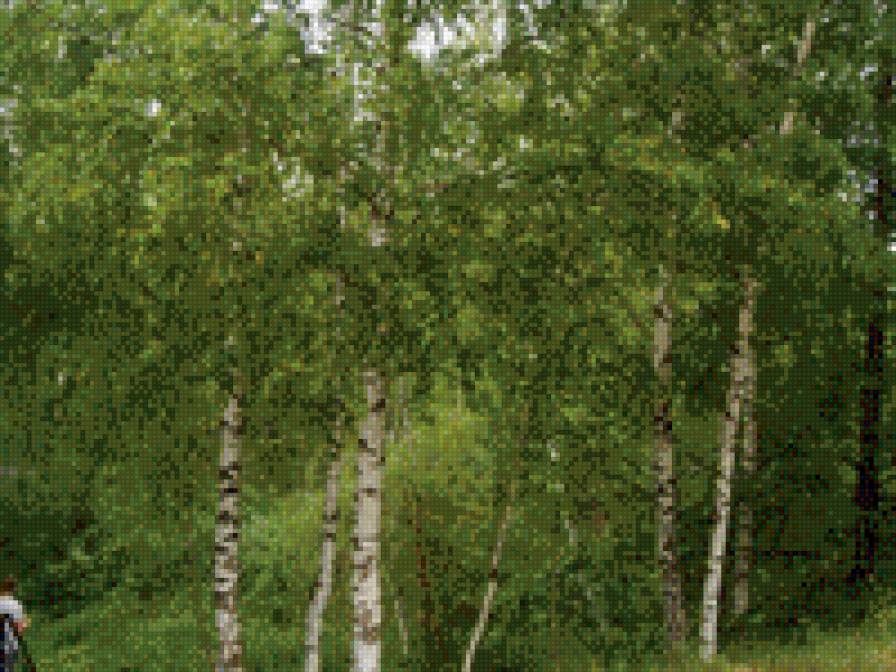 березы - природа, деревья, березы - предпросмотр