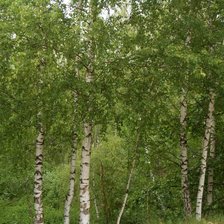 Схема вышивки «березы»