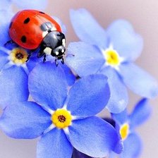 Схема вышивки «коровка-»