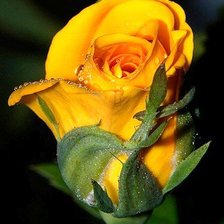 золотая роза