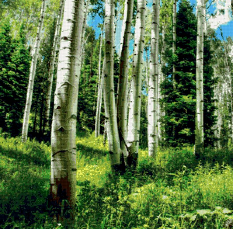 березовая роща - березы, лес, пейзаж - предпросмотр