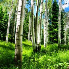 Схема вышивки «березовая роща»