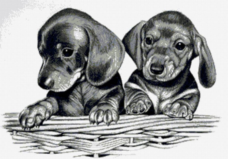 №676612 - животные, собаки - предпросмотр