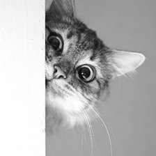 Схема вышивки «кот»