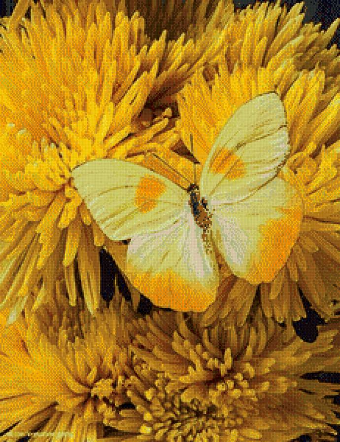 бабочка2 - предпросмотр