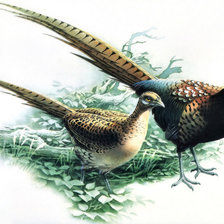 Схема вышивки «Фазаны»