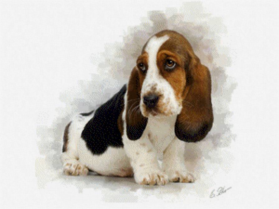 Твой - собака - предпросмотр