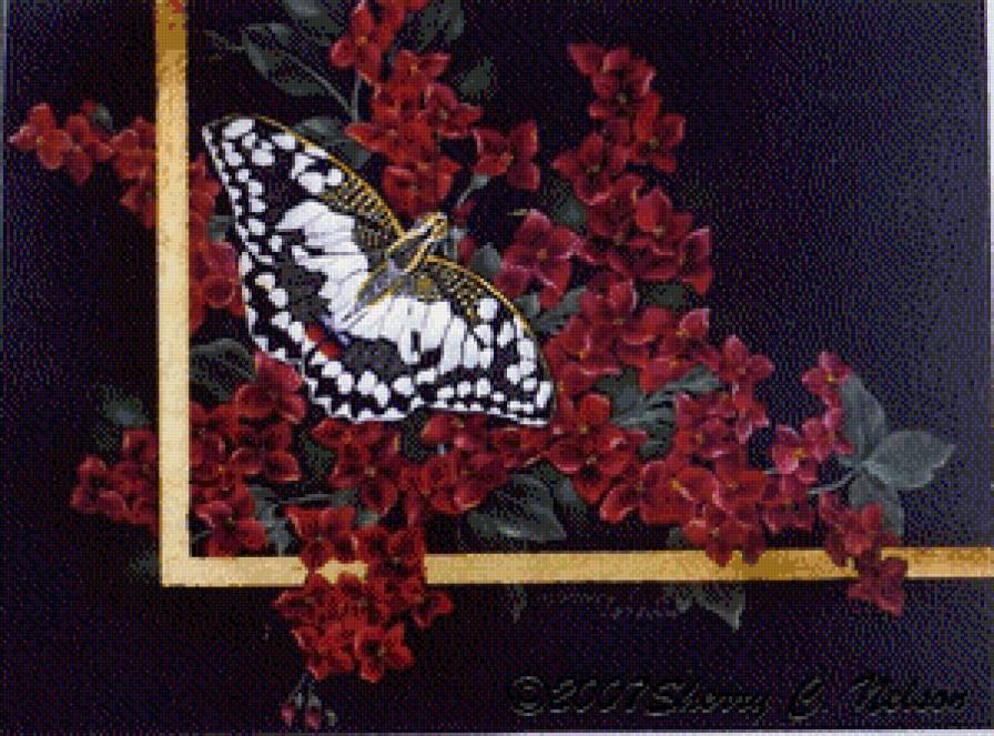 2440 - предпросмотр